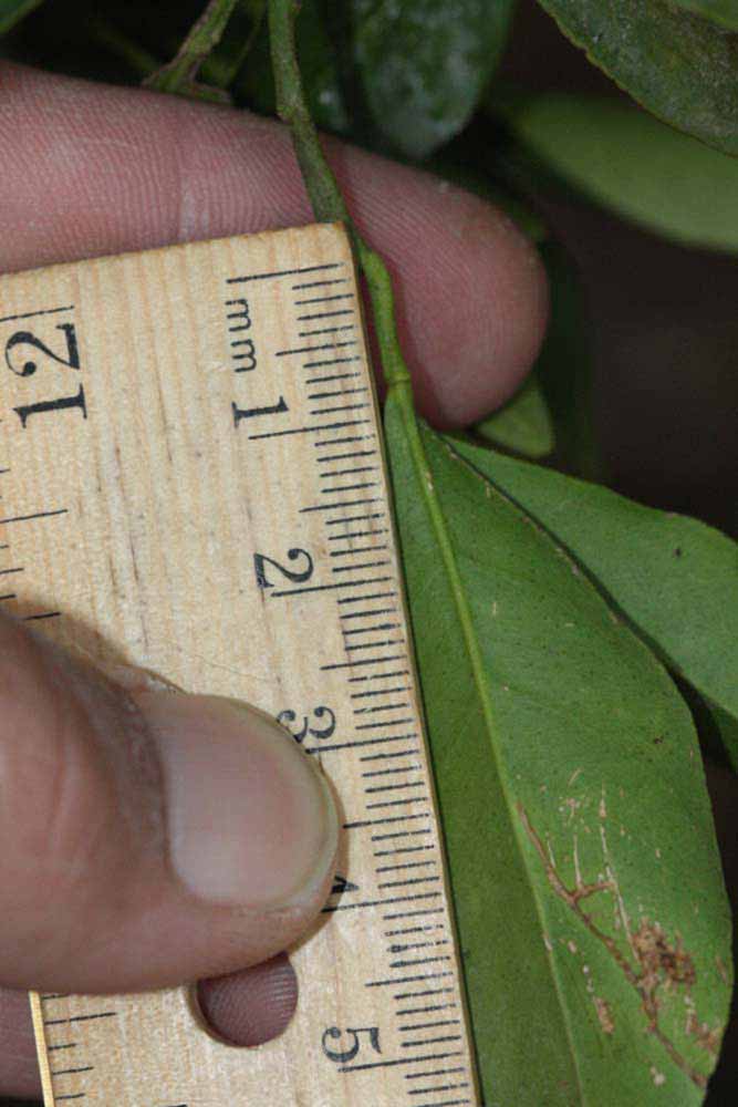              Unifoliolate leaf (Riverside, CA)       